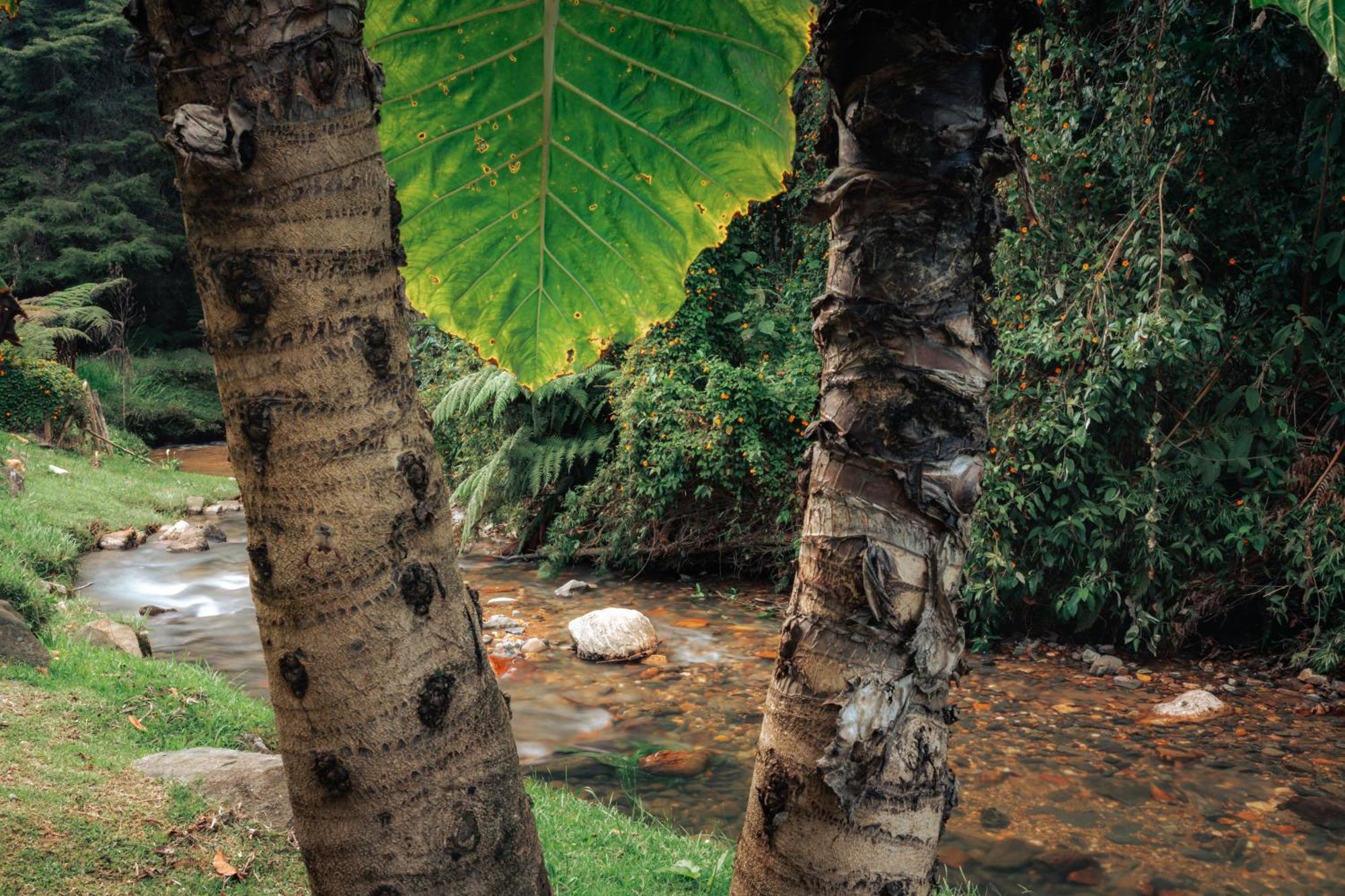 Hotel Bubblesky Glamping 15 Min From Medellin Rionegro Zewnętrze zdjęcie